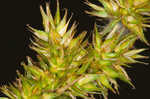 Oklahoma sedge